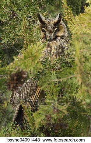 Stock Photo - Long-eared Owl (Asio otus) in a Tree of Life, Lake Neusiedl National Park, Austria, Europe. Fotosearch