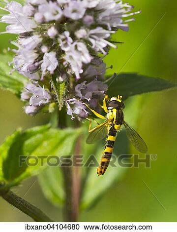 Long hoverfly (Sphaerophoria scripta), Tyrol, Austria, Europe View Large Photo Image Stock Image - Long hoverfly (Sphaerophoria scripta), Tyrol, Austria, Europe. Fotosearch
