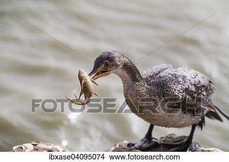Long-tailed Cormorant (Microcarbo africanus) with captured small catfish, Djoudj National Park, Senegal, Africa View Large Photo Image Picture - Long-tailed Cormorant (Microcarbo africanus) with captured small catfish, Djoudj National Park, Senegal, Africa. Fotosearch