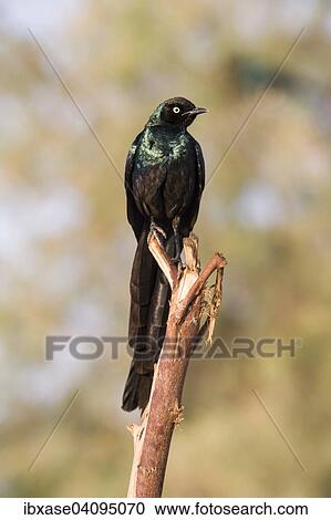 Stock Image - Long-tailed Glossy Starling (Lamprotornis caudatus), Djoudj National Park, Senegal, Africa. Fotosearch