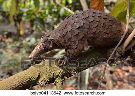 Long-tailed pangolin (Phataginus tetradactyla), Mangamba, Littoral Province, Cameroon, Africa View Large Photo Image Stock Image - Long-tailed pangolin (Phataginus tetradactyla), Mangamba, Littoral Province, Cameroon, Africa. Fotosearch