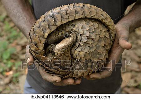 Long-tailed pangolin (Phataginus tetradactyla) in the hands of a poacher, bushmeat, Mangamba, Littoral Province, Cameroon, Africa View Large Photo Image Stock Photograph - Long-tailed pangolin (Phataginus tetradactyla) in the hands of a poacher, bushmeat, Mangamba, Littoral Province, Cameroon, Africa. Fotosearch