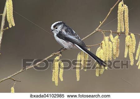 Long-tailed Tit (Aegithalos caudatus) sitting on a flowering hazel branch (Corylus avellana), Neunkirchen, Siegerland, North Rhine-Westphalia, Germany, Europe View Large Photo Image Stock Photography - Long-tailed Tit (Aegithalos caudatus) sitting on a flowering hazel branch (Corylus avellana), Neunkirchen, Siegerland, North Rhine-Westphalia, Germany, Europe. Fotosearch
