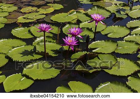 Lotus flowers (Nelumbo sp. ), Thailand, Asia View Large Photo Image Stock Image - Lotus flowers (Nelumbo sp. ), Thailand, Asia. Fotosearch