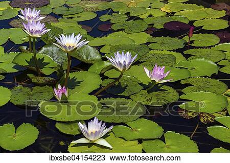 Lotus flowers (Nelumbo sp. ), Thailand, Asia View Large Photo Image Stock Image - Lotus flowers (Nelumbo sp. ), Thailand, Asia. Fotosearch