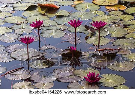 Stock Photograph - Lotus flowers (Nelumbo sp. ), Thailand, Asia. Fotosearch