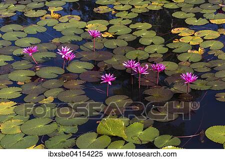 Lotus flowers (Nelumbo sp. ), Thailand, Asia View Large Photo Image Stock Photography - Lotus flowers (Nelumbo sp. ), Thailand, Asia. Fotosearch