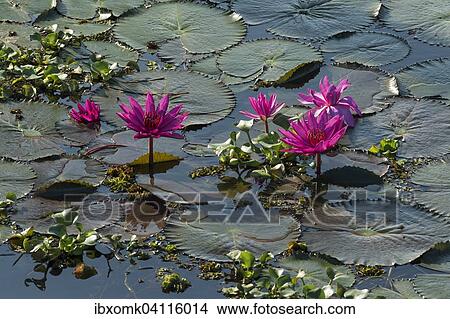Lotus flowers (Nelumbo), Vembanad Lake, Kerala, South India, India, Asia View Large Photo Image Picture - Lotus flowers (Nelumbo), Vembanad Lake, Kerala, South India, India, Asia. Fotosearch