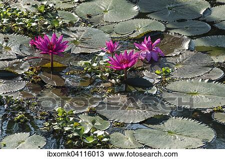 Lotus flowers (Nelumbo), Vembanad Lake, Kerala, South India, India, Asia View Large Photo Image Stock Image - Lotus flowers (Nelumbo), Vembanad Lake, Kerala, South India, India, Asia. Fotosearch