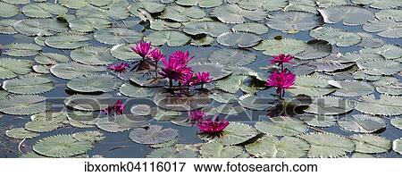 Stock Photo - Lotus flowers (Nelumbo), Vembanad Lake, Kerala, South India, India, Asia. Fotosearch