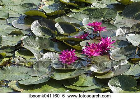 Lotus flowers (Nelumbo), Vembanad Lake, Kerala, South India, India, Asia View Large Photo Image Stock Photograph - Lotus flowers (Nelumbo), Vembanad Lake, Kerala, South India, India, Asia. Fotosearch