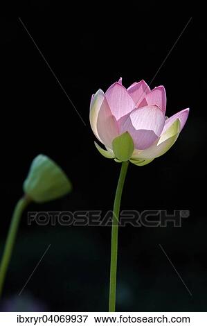 Lotus (Nelumbo) View Large Photo Image Stock Photo - Lotus (Nelumbo). Fotosearch