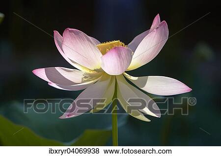 Lotus (Nelumbo) View Large Photo Image Stock Photo - Lotus (Nelumbo). Fotosearch