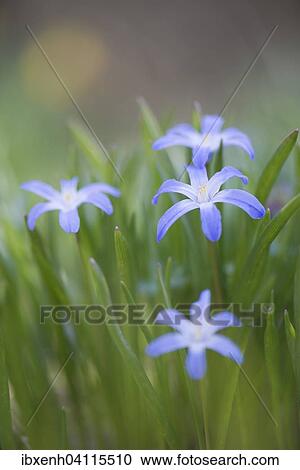Lucile's Glory-of-the-snow (Chionodoxa gigantea), Emsland, Lower Saxony, Germany, Europe View Large Photo Image Stock Image - Lucile's Glory-of-the-snow (Chionodoxa gigantea), Emsland, Lower Saxony, Germany, Europe. Fotosearch