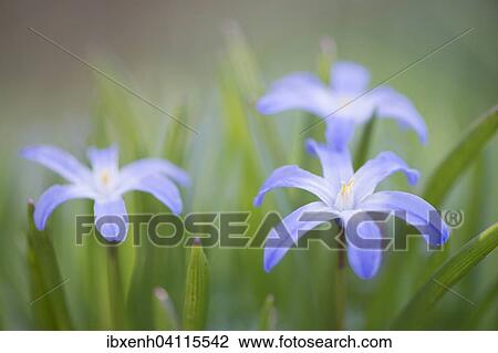 Lucile's Glory-of-the-snow (Chionodoxa gigantea), Emsland, Lower Saxony, Germany, Europe View Large Photo Image Stock Image - Lucile's Glory-of-the-snow (Chionodoxa gigantea), Emsland, Lower Saxony, Germany, Europe. Fotosearch