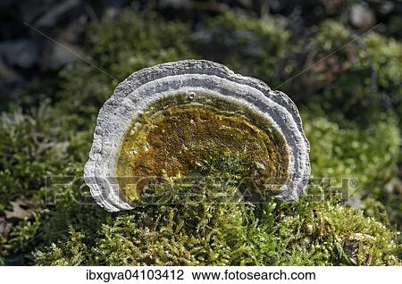 Lumpy bracket (Trametes gibbosa), inedible, Switzerland, Europe View Large Photo Image Stock Image - Lumpy bracket (Trametes gibbosa), inedible, Switzerland, Europe. Fotosearch