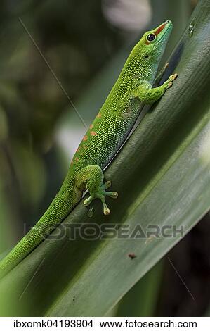 Picture - Madagascar Day Gecko (Phelsuma madagascariensis), captive, native to Madagascar. Fotosearch