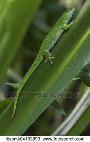 Stock Image - Madagascar Day Gecko (Phelsuma madagascariensis), captive, native to Madagascar. Fotosearch