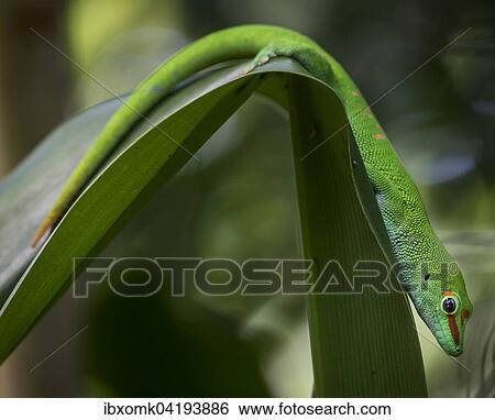 Madagascar Day Gecko (Phelsuma madagascariensis), captive, native to Madagascar View Large Photo Image Stock Photograph - Madagascar Day Gecko (Phelsuma madagascariensis), captive, native to Madagascar. Fotosearch