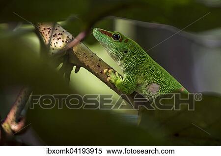 Stock Photography - Madagascar Day Gecko (Phelsuma madagascariensis), captive, native to Madagascar. Fotosearch