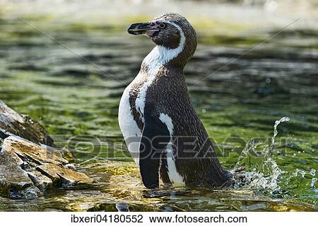 Magellanic Penguin (Spheniscus magellanicus), captive View Large Photo Image Stock Image - Magellanic Penguin (Spheniscus magellanicus), captive. Fotosearch