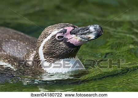 Magellanic Penguin (Spheniscus magellanicus) in water, captive View Large Photo Image Stock Image - Magellanic Penguin (Spheniscus magellanicus) in water, captive. Fotosearch