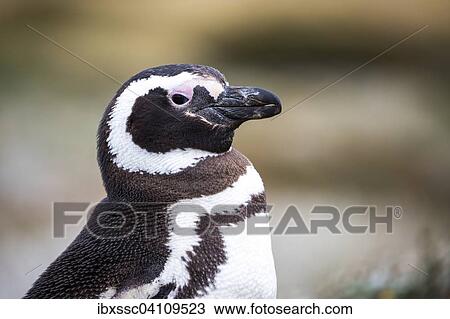Magellanic penguin (Spheniscus magellanicus), Seno Otway, Region XII Region de Magallanes y de la Antartica, Chilena, Patagonia, Chile, South America View Large Photo Image Stock Image - Magellanic penguin (Spheniscus magellanicus), Seno Otway, Region XII Region de Magallanes y de la Antartica, Chilena, Patagonia, Chile, South America. Fotosearch