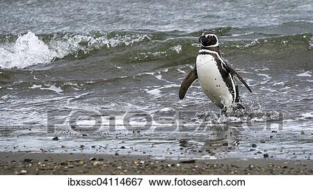 Magellanic penguin (Spheniscus magellanicus), Seno Otway, Region XII or Region de Magallanes y de la Antartica Chilena, Chile, South America View Large Photo Image Stock Photo - Magellanic penguin (Spheniscus magellanicus), Seno Otway, Region XII or Region de Magallanes y de la Antartica Chilena, Chile, South America. Fotosearch