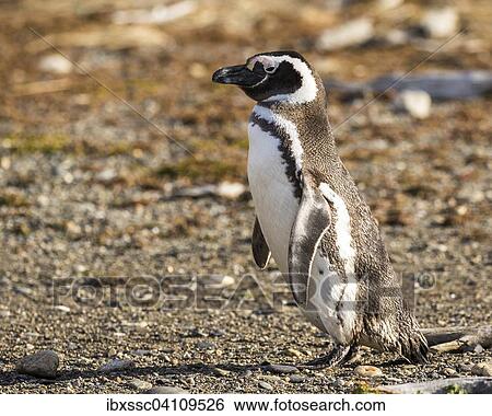 Magellanic penguin (Spheniscus magellanicus), Seno Otway, Region XII Region de Magallanes y de la Antartica, Chilena, Patagonia, Chile, South America View Large Photo Image Stock Photograph - Magellanic penguin (Spheniscus magellanicus), Seno Otway, Region XII Region de Magallanes y de la Antartica, Chilena, Patagonia, Chile, South America. Fotosearch