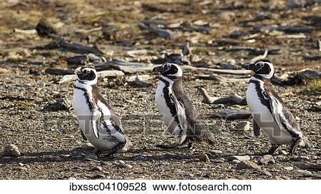 Magellanic penguins (Spheniscus magellanicus), Seno Otway, Region XII Region de Magallanes y de la Antartica, Chilena, Patagonia, Chile, South America View Large Photo Image Stock Photo - Magellanic penguins (Spheniscus magellanicus), Seno Otway, Region XII Region de Magallanes y de la Antartica, Chilena, Patagonia, Chile, South America. Fotosearch