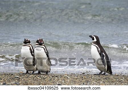Stock Photography - Magellanic penguins (Spheniscus magellanicus), Seno Otway, Region XII Region de Magallanes y de la Antartica, Chilena, Patagonia, Chile, South America. Fotosearch