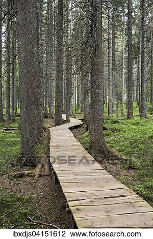 Magic forest path, Bernau, Black Forest, Baden-Wurttemberg, Germany, Europe View Large Photo Image Stock Image - Magic forest path, Bernau, Black Forest, Baden-Wurttemberg, Germany, Europe. Fotosearch