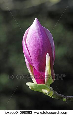 Stock Image - Magnolia (Magnolia), Flower, Baden-Wurttemberg, Germany, Europe. Fotosearch