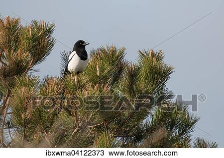 Magpie (Pica pica) on Maritime pine (Pinus pinaster), Texel, The Netherlands, Europe View Large Photo Image Stock Image - Magpie (Pica pica) on Maritime pine (Pinus pinaster), Texel, The Netherlands, Europe. Fotosearch