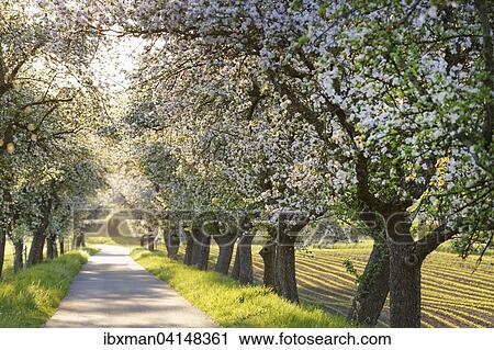 Mainradweg, bike path along the Main, lined with blossoming apple trees, near Mainroth, Maintal, Burgkunstadt, Upper Franconia, Franconia, Bavaria, Germany, Europe View Large Photo Image Stock Image - Mainradweg, bike path along the Main, lined with blossoming apple trees, near Mainroth, Maintal, Burgkunstadt, Upper Franconia, Franconia, Bavaria, Germany, Europe. Fotosearch