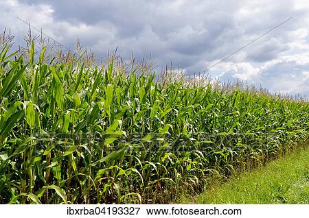 Maize (Zea mays), corn field, North Rhine-Westphalia, Germany, Europe View Large Photo Image Stock Photo - Maize (Zea mays), corn field, North Rhine-Westphalia, Germany, Europe. Fotosearch