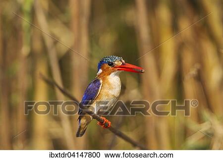 Malachite Kingfisher (Alcedo cristata), with prey at the bank of the Chobe River, Chobe National Park, Botswana, Africa View Large Photo Image Stock Image - Malachite Kingfisher (Alcedo cristata), with prey at the bank of the Chobe River, Chobe National Park, Botswana, Africa. Fotosearch