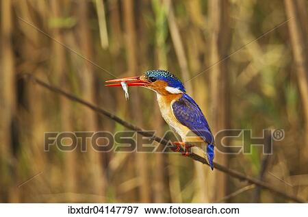 Stock Photo - Malachite Kingfisher (Alcedo cristata), with prey at the bank of the Chobe River, Chobe National Park, Botswana, Africa. Fotosearch