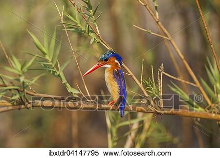 Malachite Kingfisher (Alcedo cristata), perching at the bank of the Chobe River, Chobe National Park, Botswana, Africa View Large Photo Image Stock Photography - Malachite Kingfisher (Alcedo cristata), perching at the bank of the Chobe River, Chobe National Park, Botswana, Africa. Fotosearch