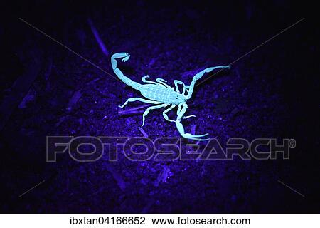 Malagasy scorpion under UV light, rain forests of the island of Nosy Mangabe, Madagascar, Africa View Large Photo Image Stock Image - Malagasy scorpion under UV light, rain forests of the island of Nosy Mangabe, Madagascar, Africa. Fotosearch