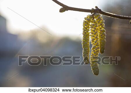 Male catkins of a Common Hazel (Corylus avellana) with hoarfrost, Saxony, Germany, Europe View Large Photo Image Picture - Male catkins of a Common Hazel (Corylus avellana) with hoarfrost, Saxony, Germany, Europe. Fotosearch