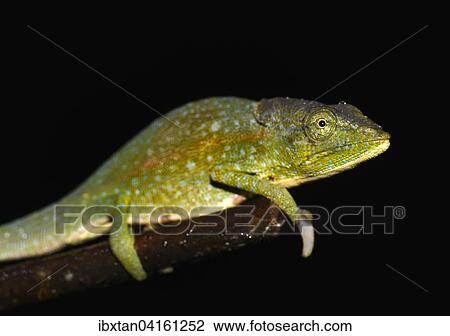 Male chameleon (Calumma glawi), Ranomafana National Park, Southeastern Madagascar View Large Photo Image Stock Image - Male chameleon (Calumma glawi), Ranomafana National Park, Southeastern Madagascar. Fotosearch