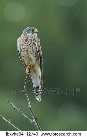 Stock Photo - Male common kestrel (Falco tinnunculus) on a tree branch, Rhine-Main region, Hesse, Germany, Europe. Fotosearch
