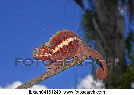 Stock Photo - Male panther chameleon (Furcifer pardalis), lowland rainforests of Ankaramy, Northwestern Madagascar. Fotosearch