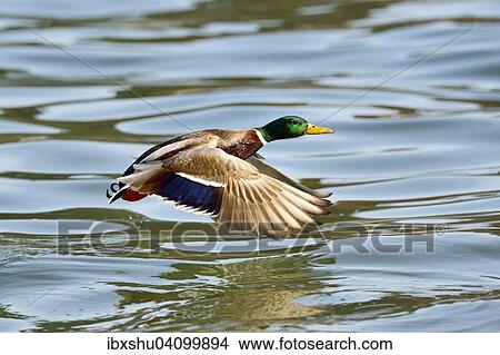 Mallard (Anas platyrhynchos), drake in flight, Lake Zug, Canton of Zug, Switzerland, Europe View Large Photo Image Picture - Mallard (Anas platyrhynchos), drake in flight, Lake Zug, Canton of Zug, Switzerland, Europe. Fotosearch