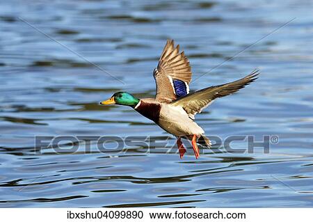 Stock Image - Mallard (Anas platyrhynchos), drake in flight, Lake Zug, Canton of Zug, Switzerland, Europe. Fotosearch