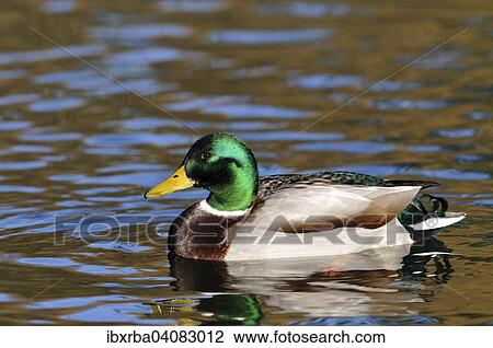 Mallard (Anas platyrhynchos), drake, on water, North Rhine-Westphalia, Germany, Europe View Large Photo Image Stock Image - Mallard (Anas platyrhynchos), drake, on water, North Rhine-Westphalia, Germany, Europe. Fotosearch