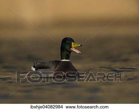 Mallard (Anas platyrhynchos), drake, Moselle, Luxembourg, Europe View Large Photo Image Picture - Mallard (Anas platyrhynchos), drake, Moselle, Luxembourg, Europe. Fotosearch