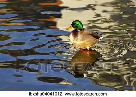 Mallard (Anas platyrhynchos), drake, Lake Zug, Canton of Zug, Switzerland, Europe View Large Photo Image Stock Image - Mallard (Anas platyrhynchos), drake, Lake Zug, Canton of Zug, Switzerland, Europe. Fotosearch