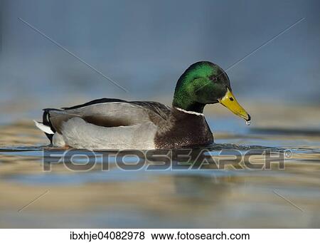 Mallard (Anas platyrhynchos), drake, Moselle, Luxembourg, Europe View Large Photo Image Stock Photo - Mallard (Anas platyrhynchos), drake, Moselle, Luxembourg, Europe. Fotosearch